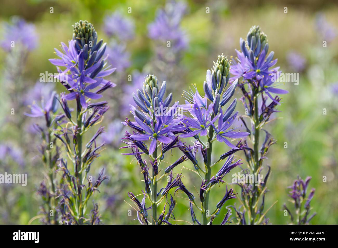 Spring flowering blue cammassias growing in a meadow setting in a UK garden May Stock Photo