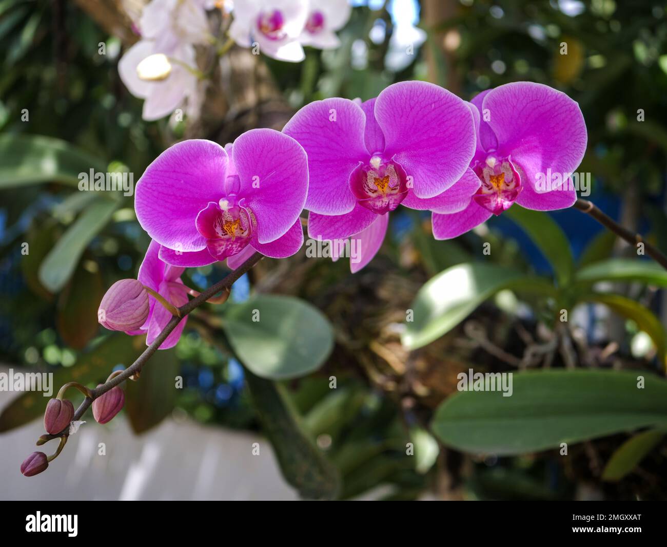 Doritaenopsis flowers are pink. Doritaenopsis. Nature background Stock Photo