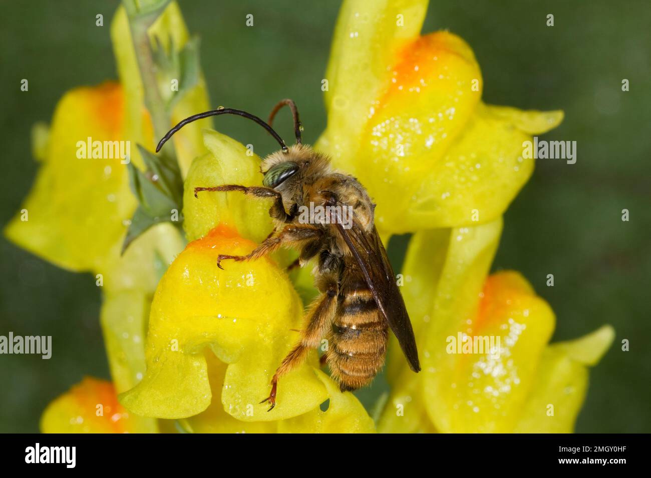 Long-horned Bee male, Melissodes sp., Apidae Stock Photo