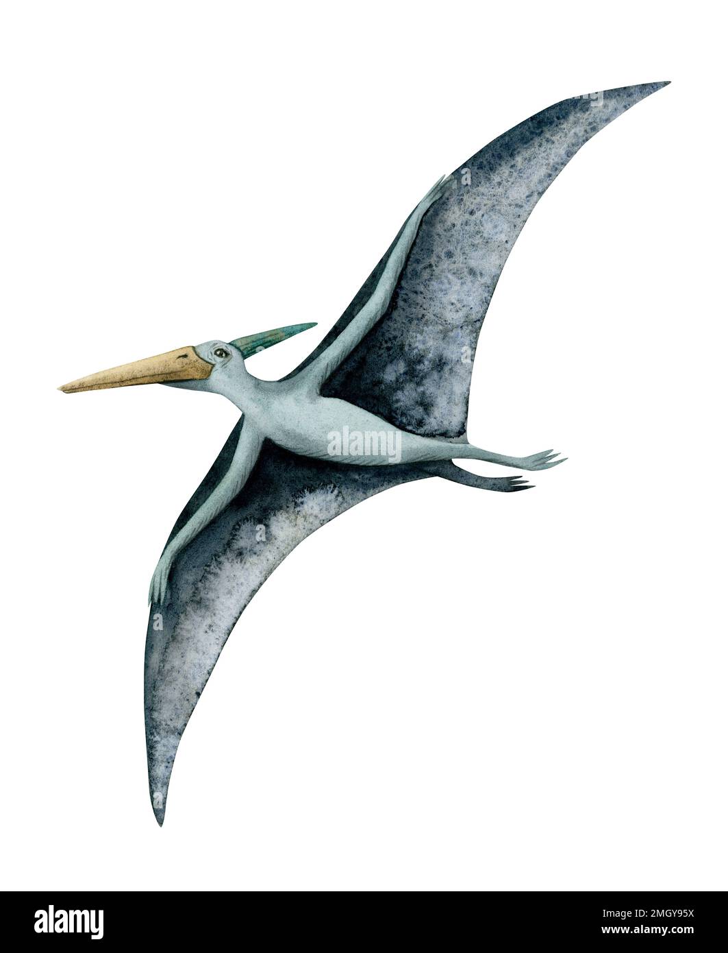 Blue watercolor flying pterodactyl. Hand drawn pterosaur with wide wings from dinosaur era isolated on white background. Stock Photo