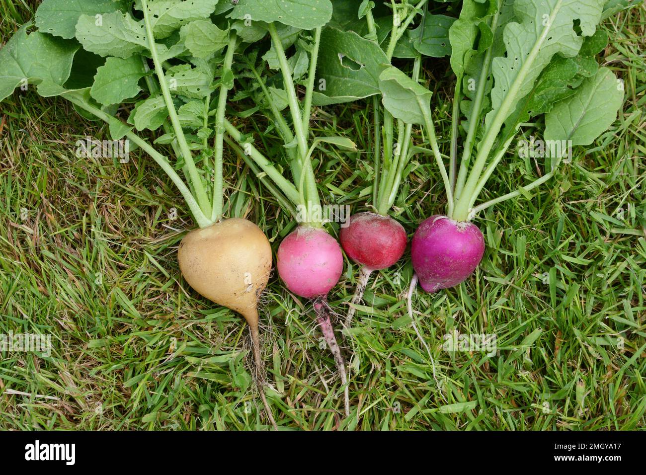 Freshly-harvested radishes on grass - rainbow variety with yellow, pink, red and purple skins, and green foliage Stock Photo