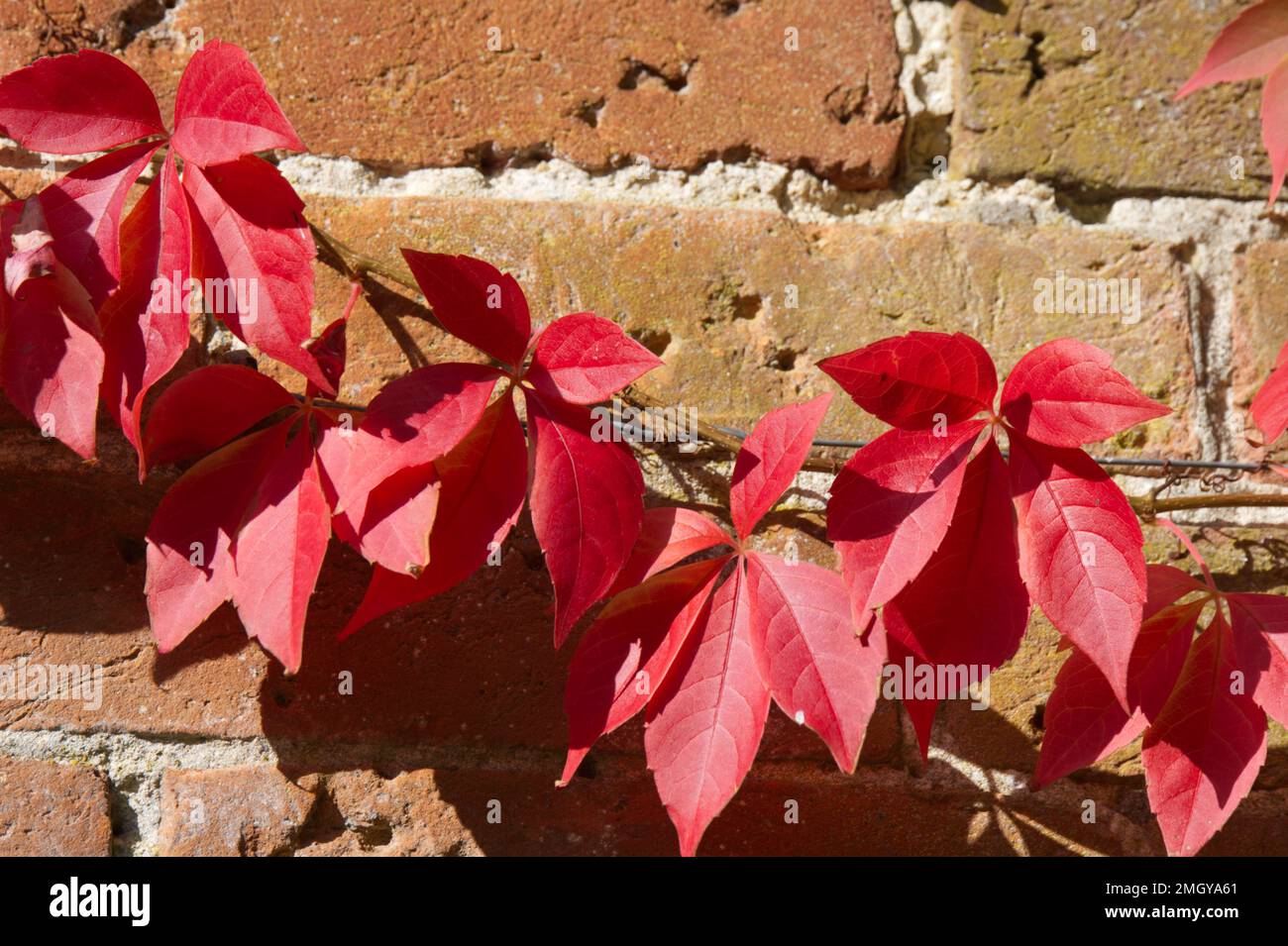 Vivid red autumn foliage of Parthenocissus quinquefolia, also known as  Virginia creeper, against a brick wall in UK garden October Stock Photo