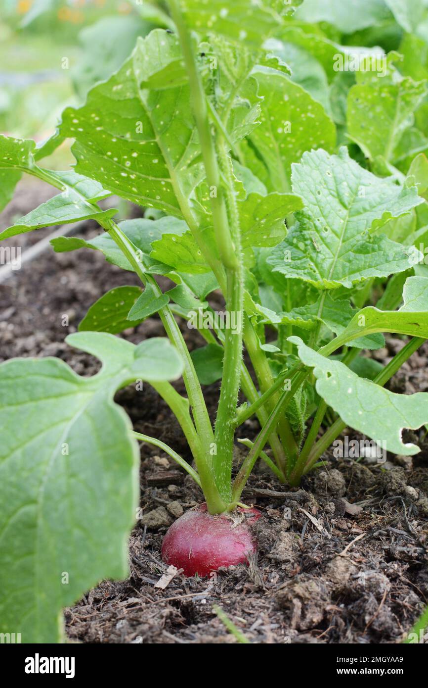 Row of peppery red radishes growing in the rich soil of a vegetable garden Stock Photo