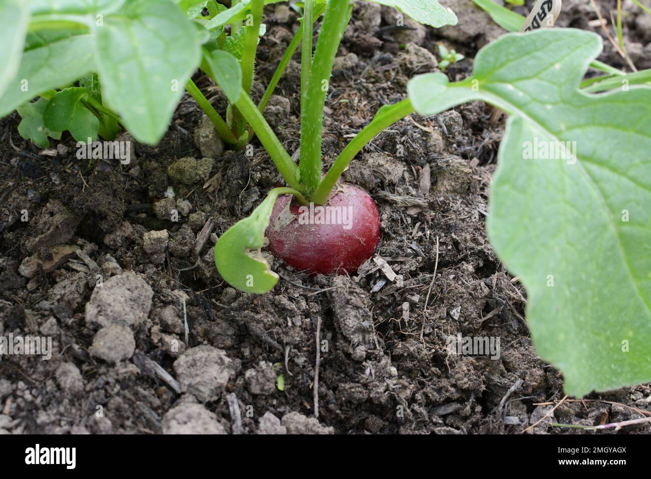 Single red radish growing in the soil of a vegetable bed, ready for harvest Stock Photo