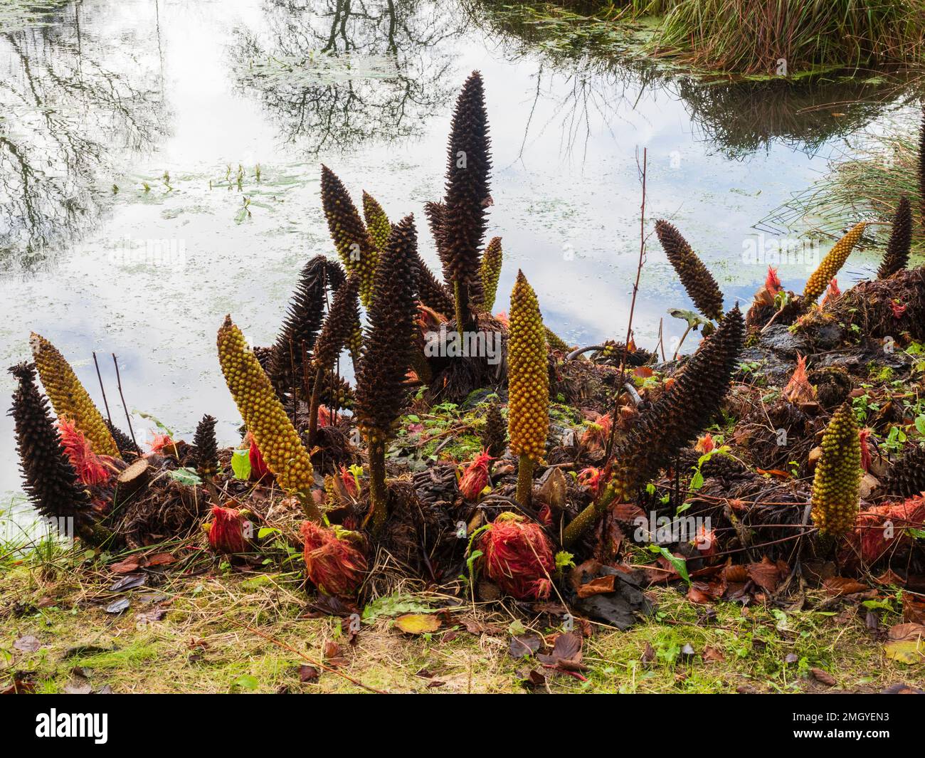 Winter flower spikes, red seeds and foilage buds of the giant marginal aquatic perennial Gunnera manicata Stock Photo