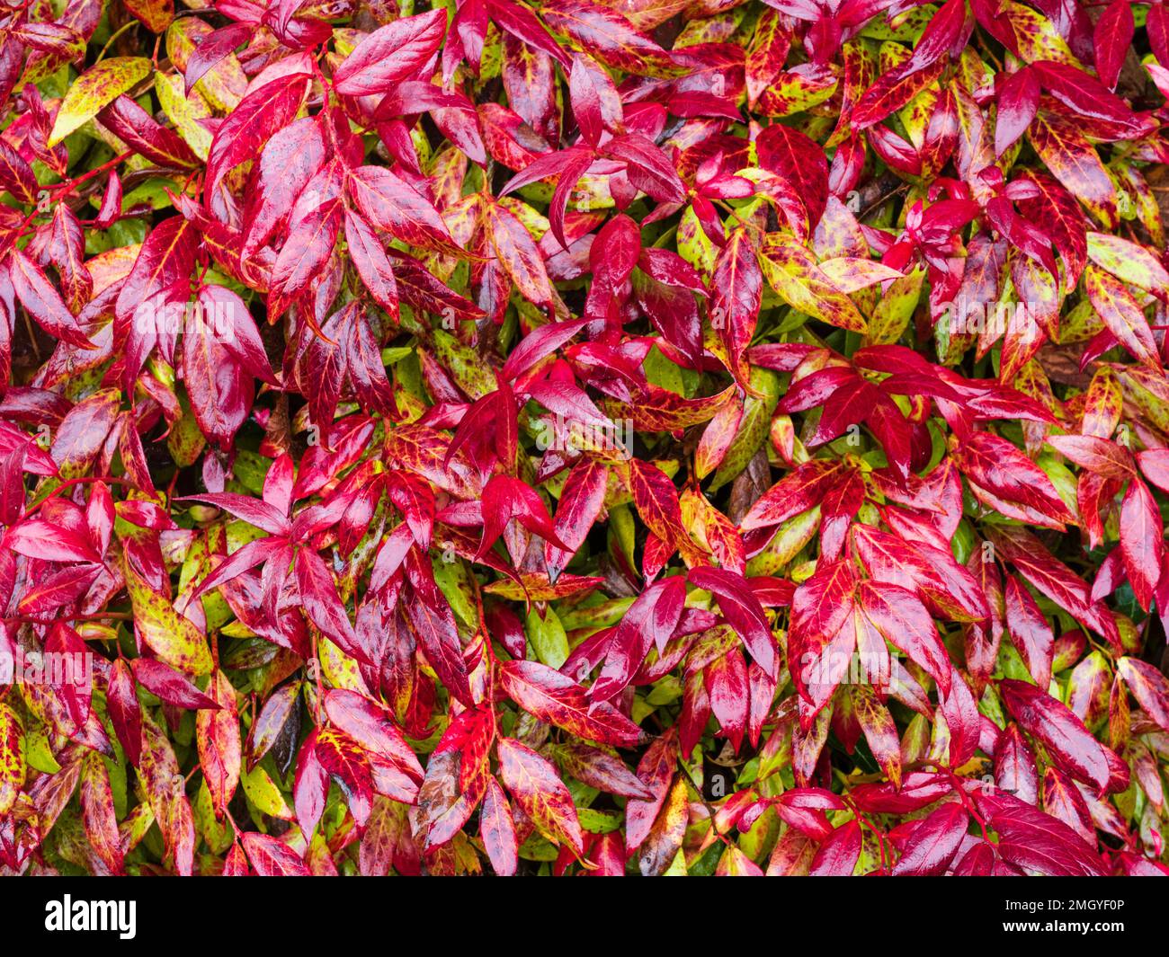 Red winter foliage of the compact, hardy, evergreen shrub, Leucothoe fontanesiana 'Scarletta' Stock Photo