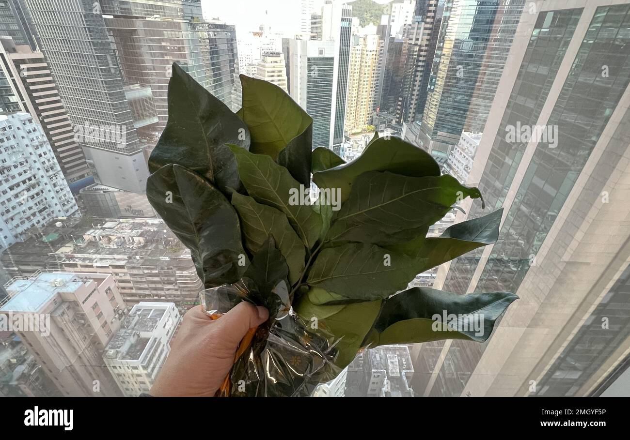 A general filer of pomelo leaves.pomelo leaves which is a lucky Chinese