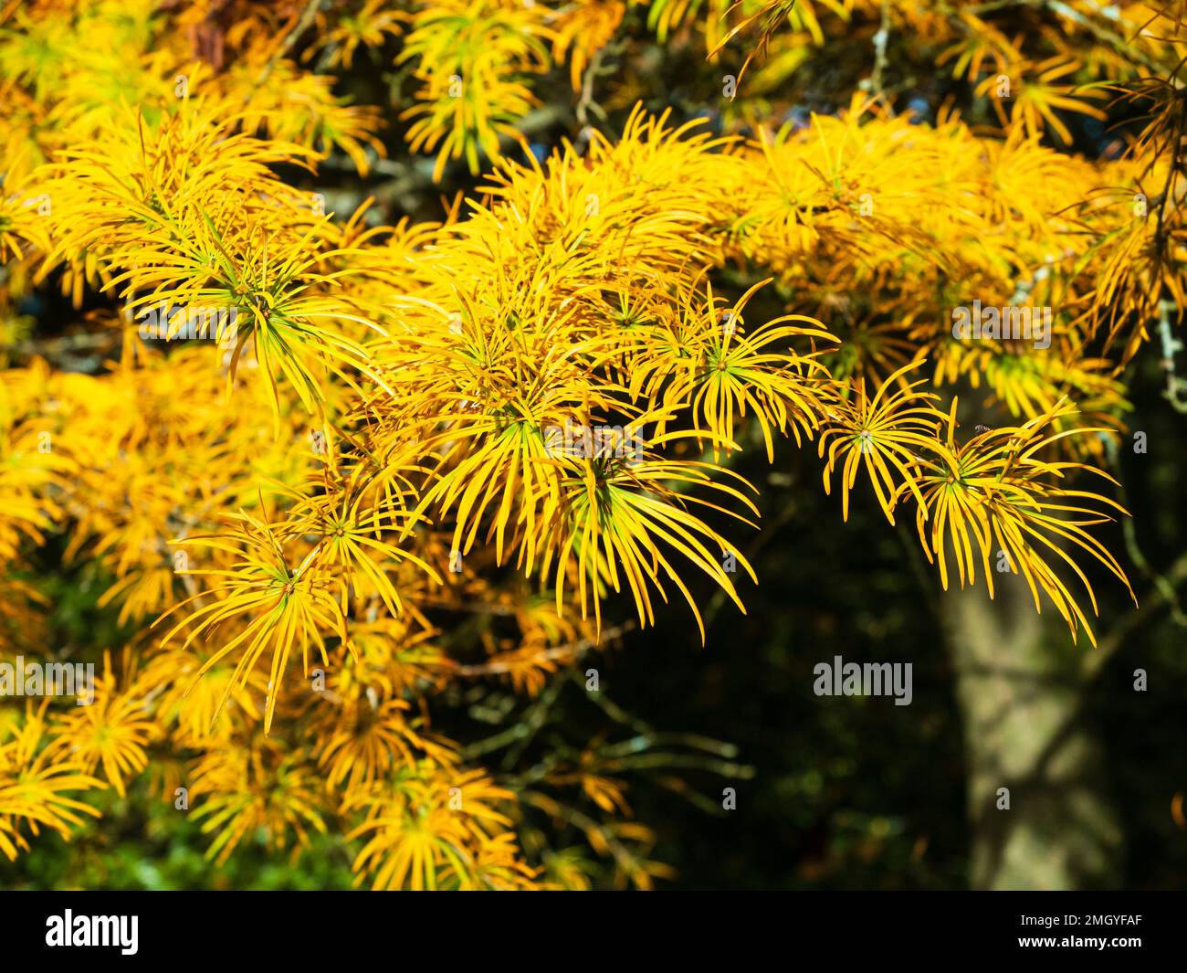 Yellow-orange autumn colour in the needle leaves of the deciduous conifer Larix decidua, the European Larch Stock Photo