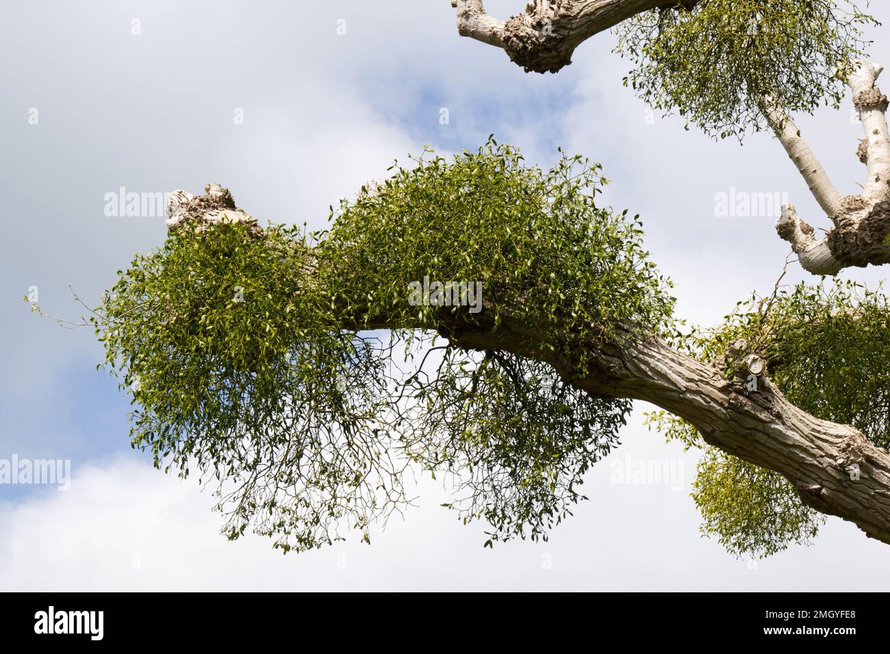 Pollarded tree branch with clumps of Viscum album, also known as mistletoe in UK garden October Stock Photo