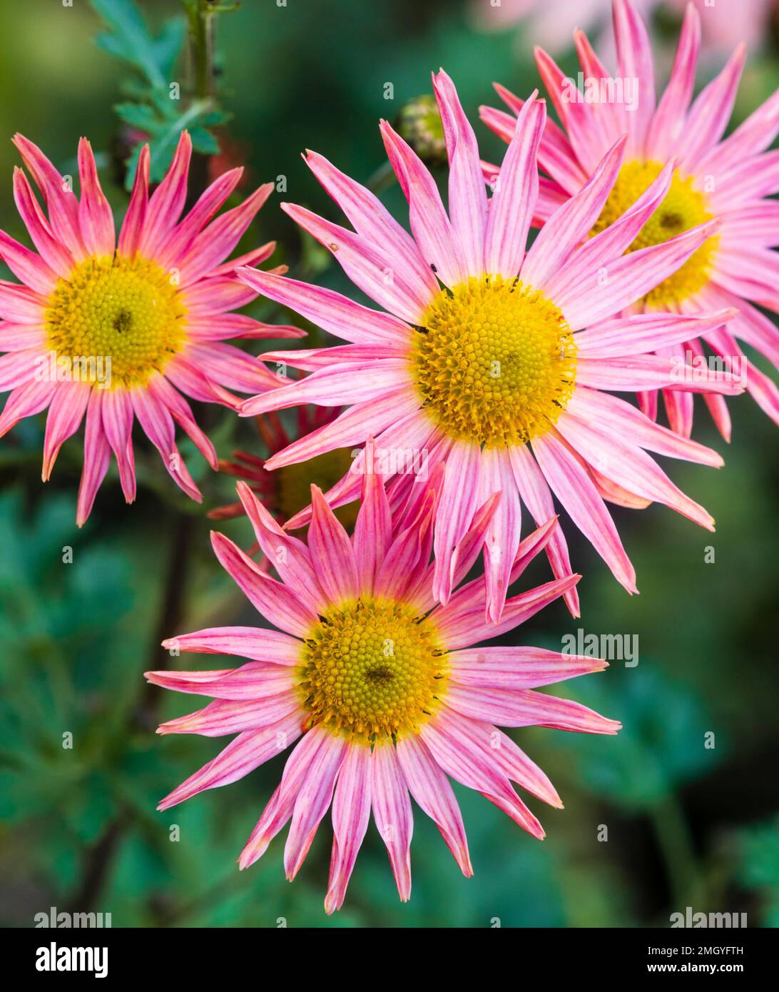 Pink single daisy flowers of the ornamental hardy perennial, Chrysanthemum zawadskii 'Clara Curtis' Stock Photo