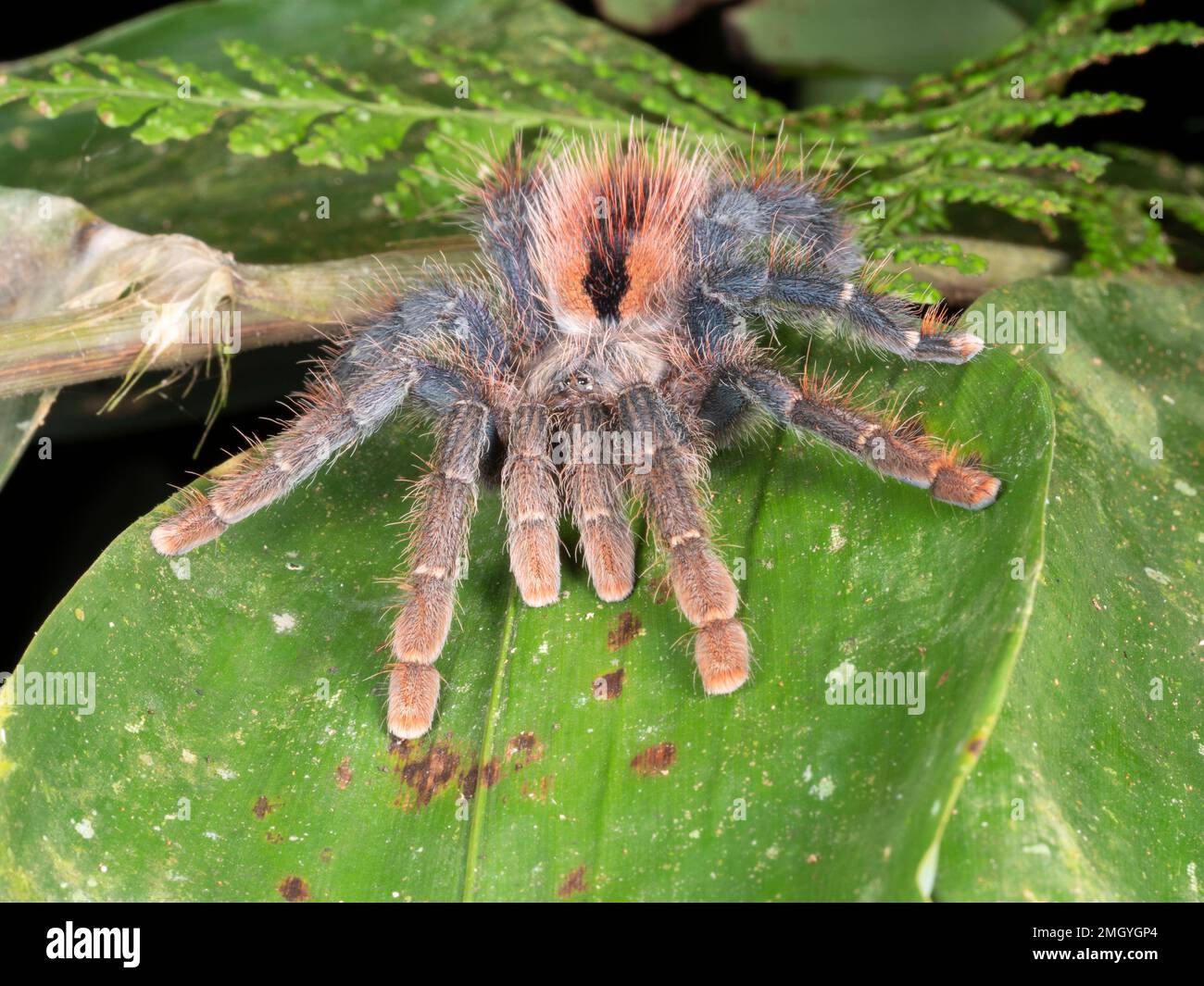 A large PinkToed Tarantula (Avicularia sp.) on a leaf of an understory plant in the rainforest