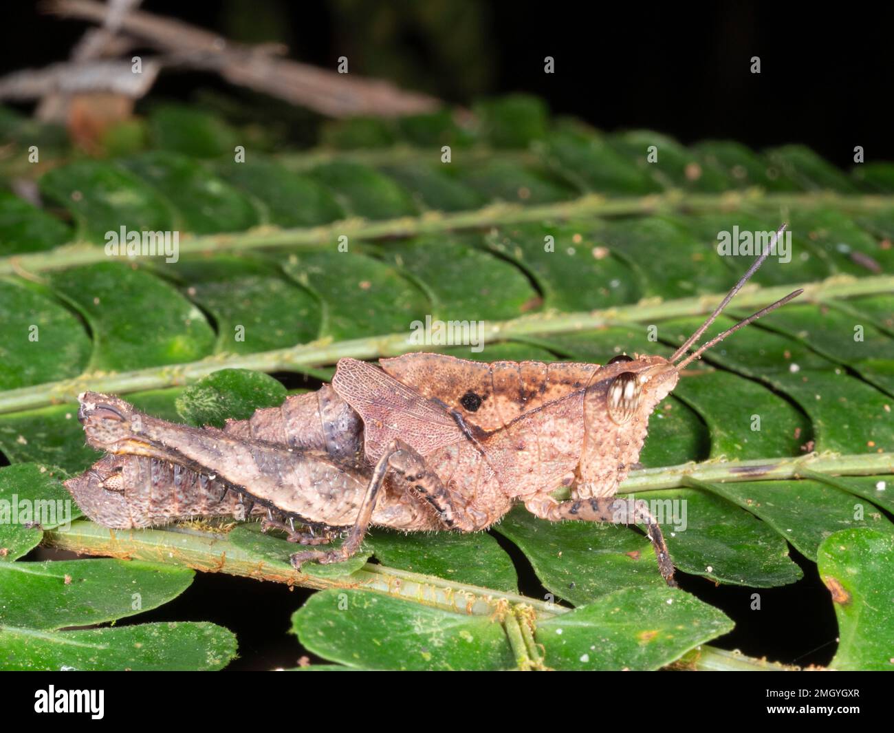 Rainforest grasshopper (Acrididae) on a leaf, Orellana province ...