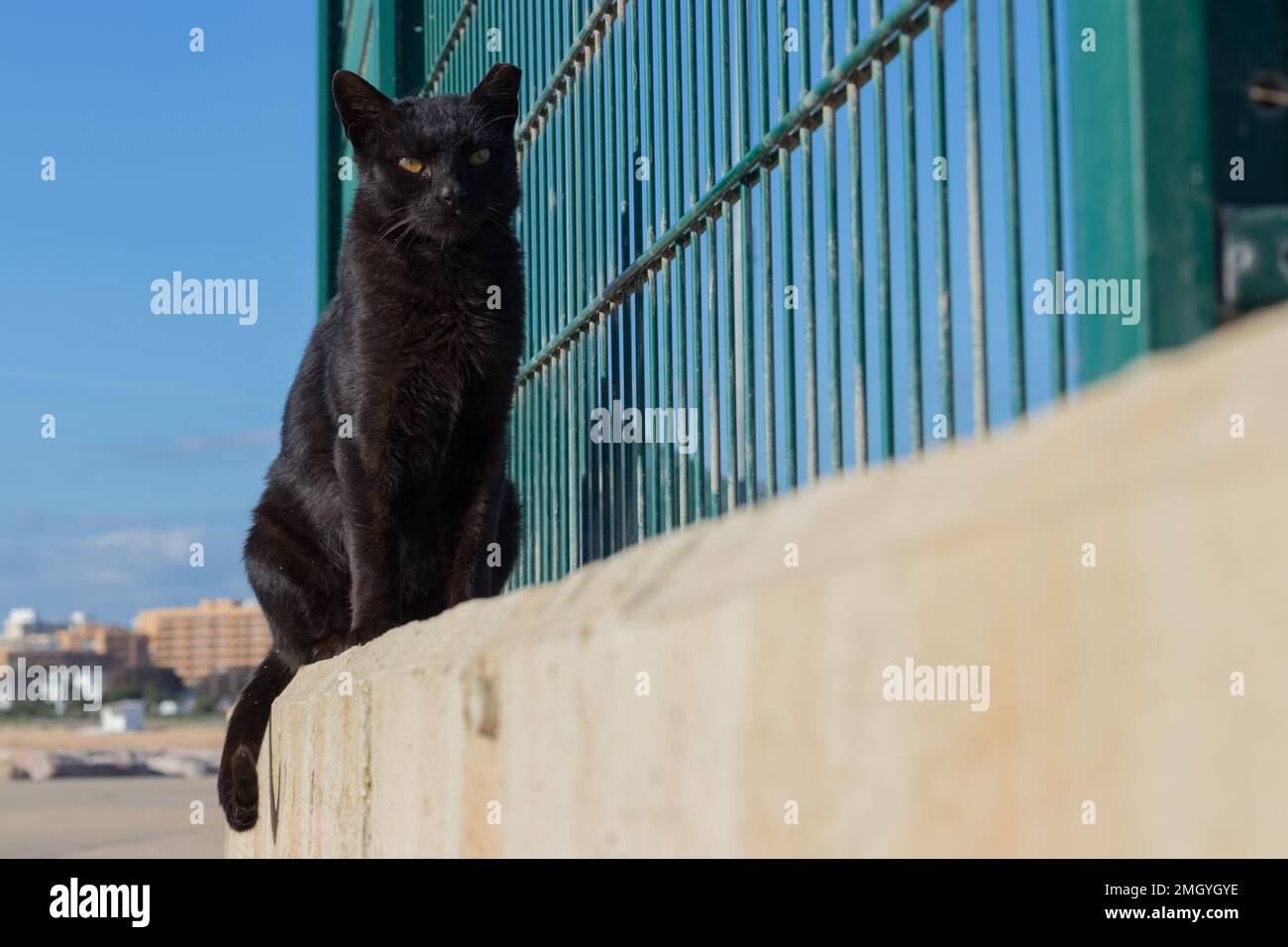 Black street cat sitting on a concrete slab. stray cat. Stock Photo