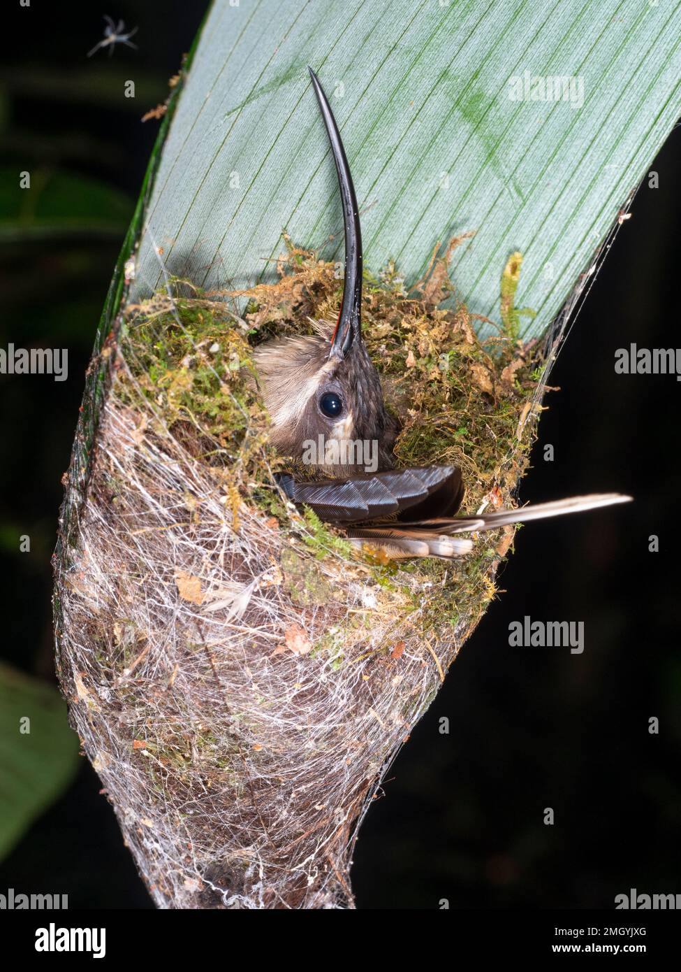 Hermit hummingbird sitting in its nest suspended from the tip of a palm leaf in the rainforest, Orelllana province, Ecuador Stock Photo
