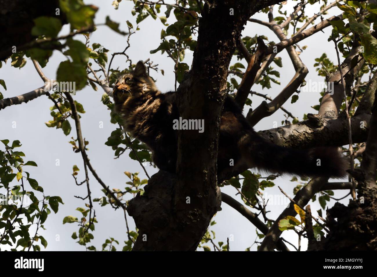 Long Fur Tabby Tom Cat Sitting in Tree in Garden Surrey England Stock Photo