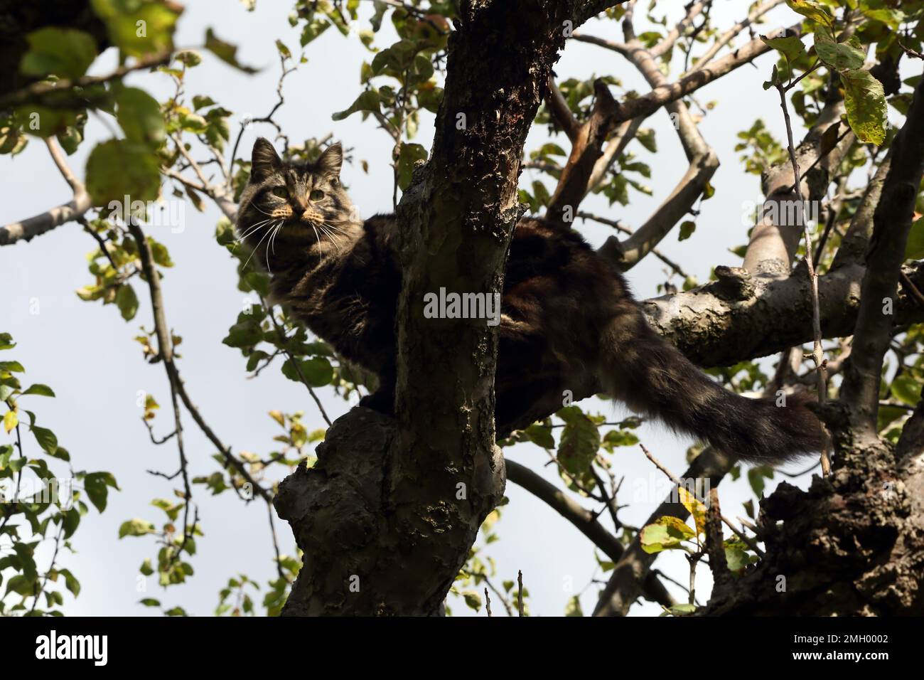 Long Fur Tabby Tom Cat Sitting in Tree in Garden Surrey England Stock Photo
