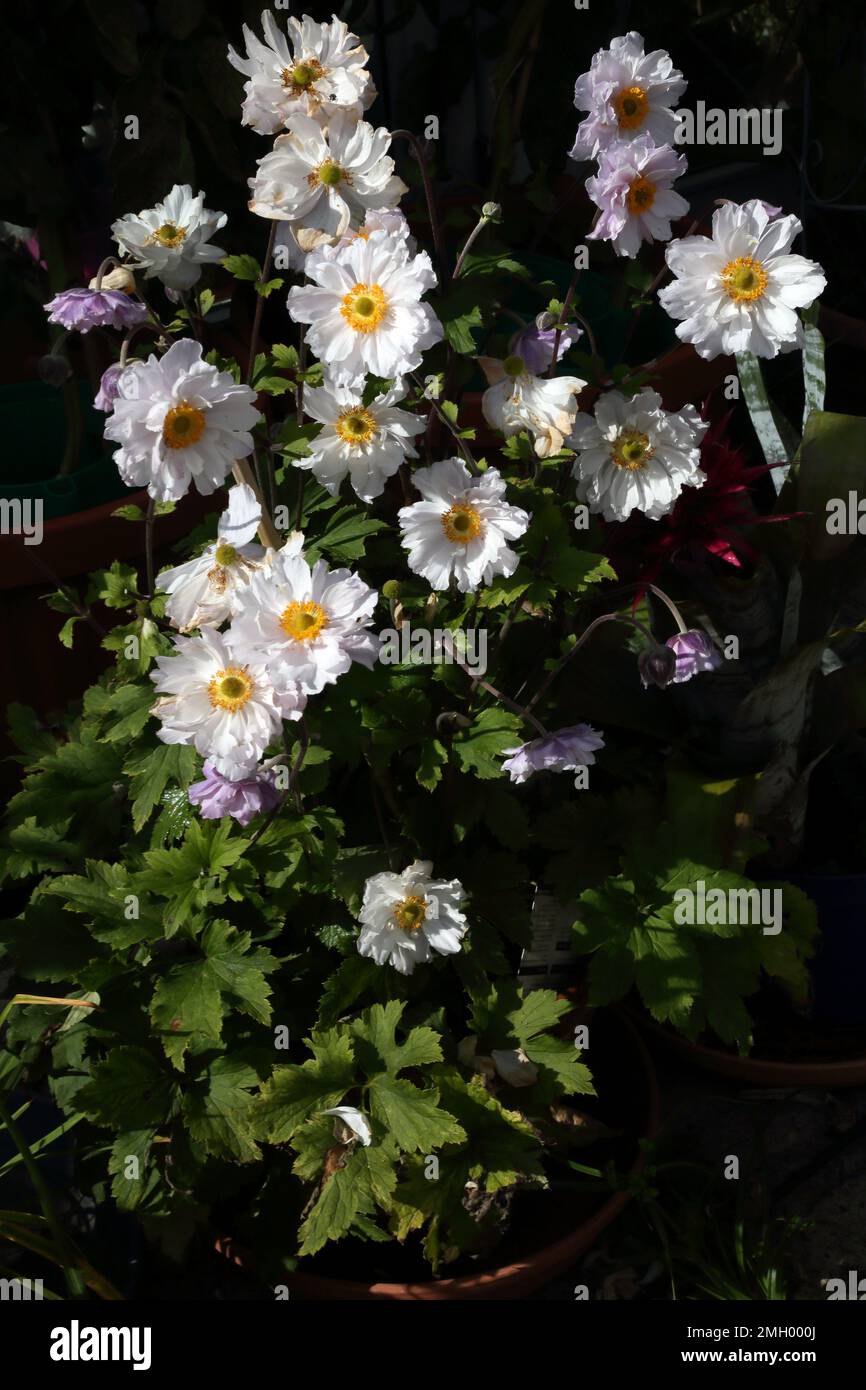 Japanese Anemone 'Frilly Knickers' Stock Photo