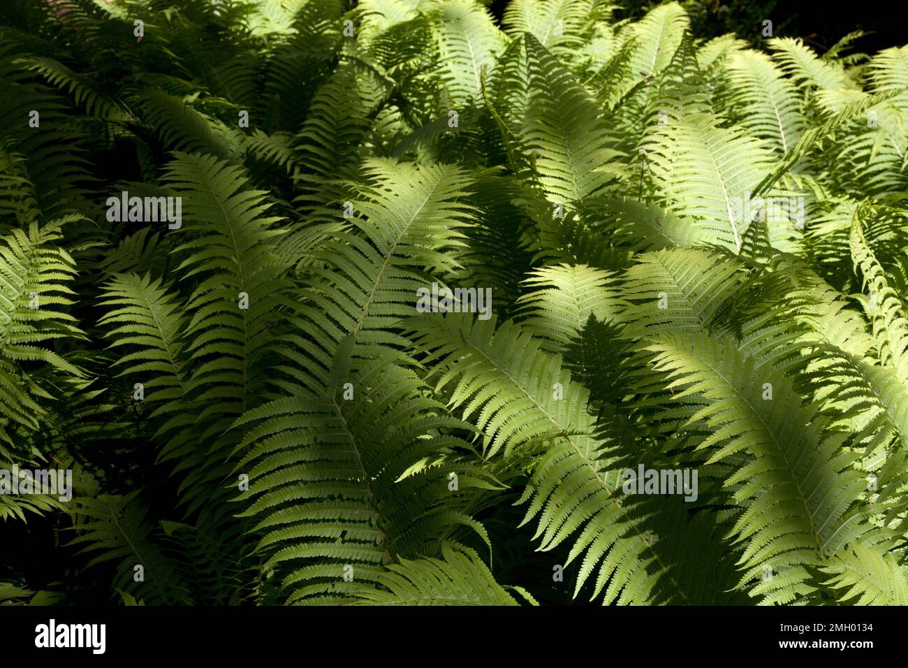 Ferns growing hi-res stock photography and images - Alamy