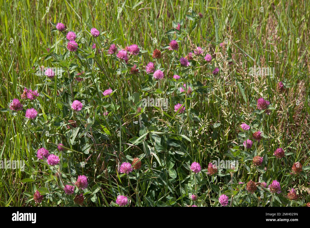 red clover growing howell hill nature reserve epsom surrey england Stock Photo