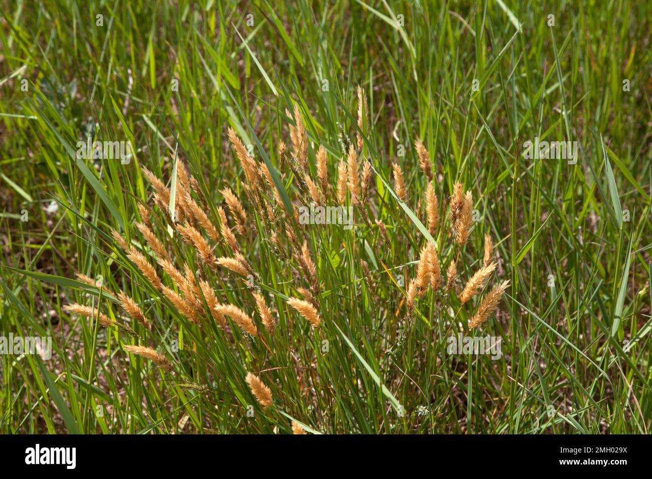 sweet vernal grass growing howell hill nature reserve epsom surrey