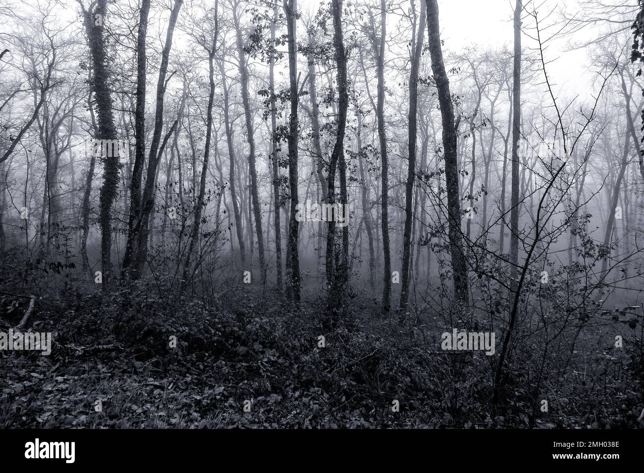 Detail of dark and gloomy forest in nature, fear and terror Stock Photo