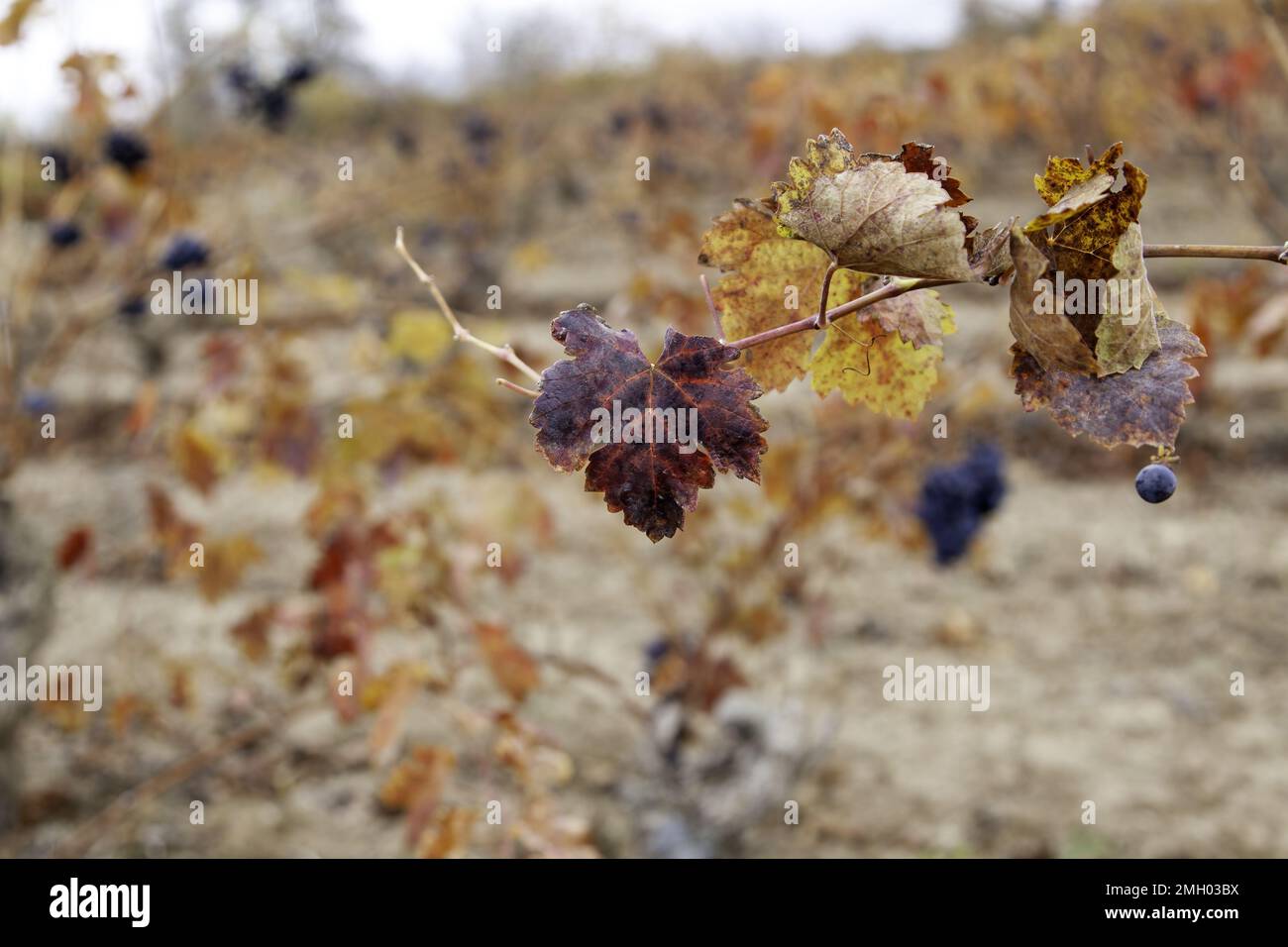 Detail of vineyards in a town in Spain, culture and tradition of wine Stock Photo