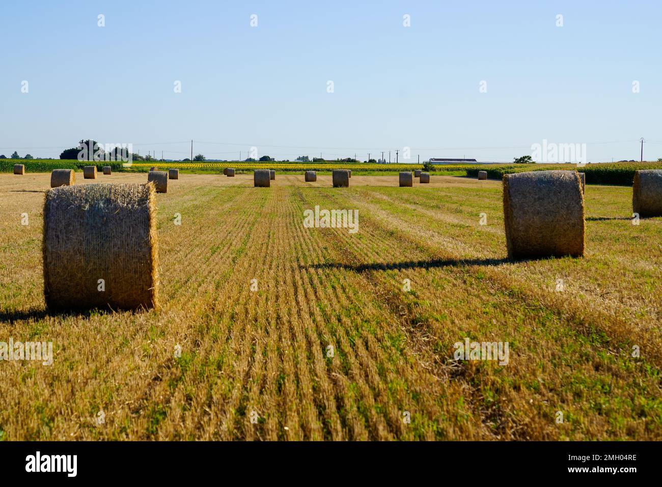 round straw bale in a wheat field in the farm land at summer recently ...
