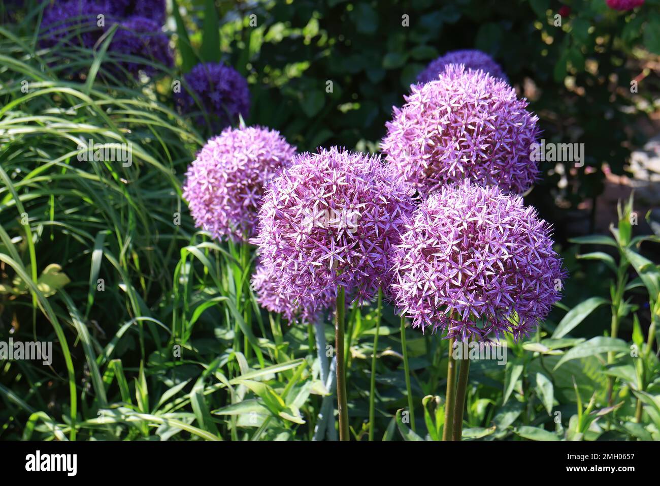 Persian onion flower bloom (Allium cristophii) in the garden Stock