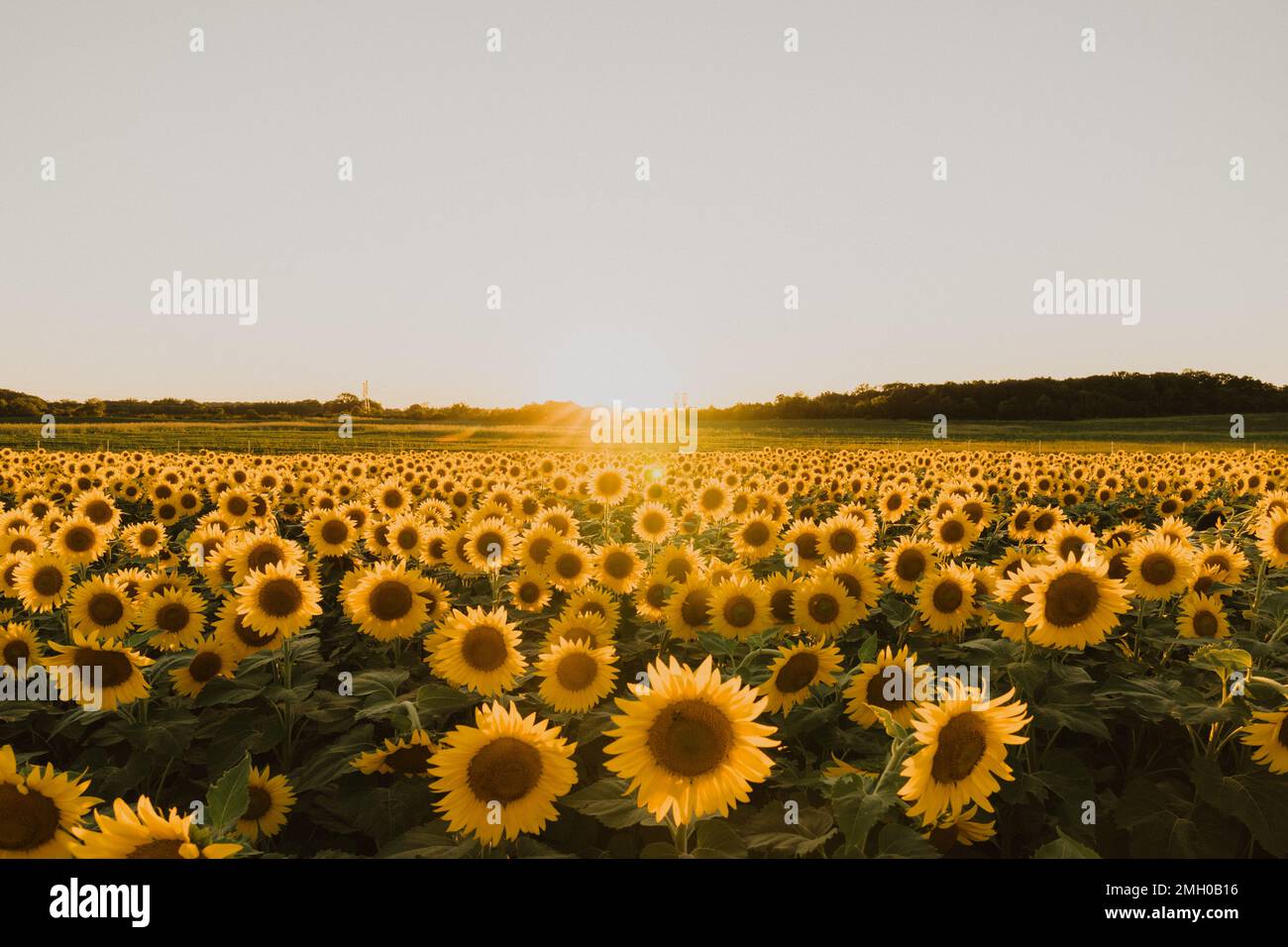 vast sunflower field at sunset Stock Photo - Alamy