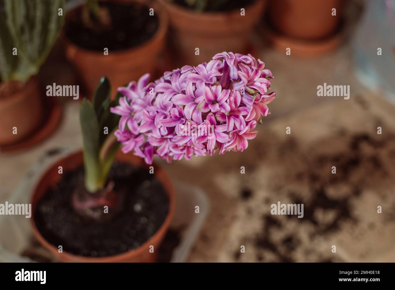 Bright pink purple large flower of hyacinth in clay pot Stock Photo
