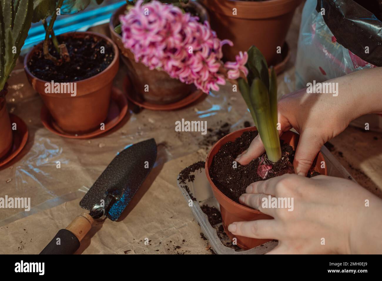 Spring Into Freshness Transplanting blooming pink spring cyclamen into fresh dirt! Stock ...