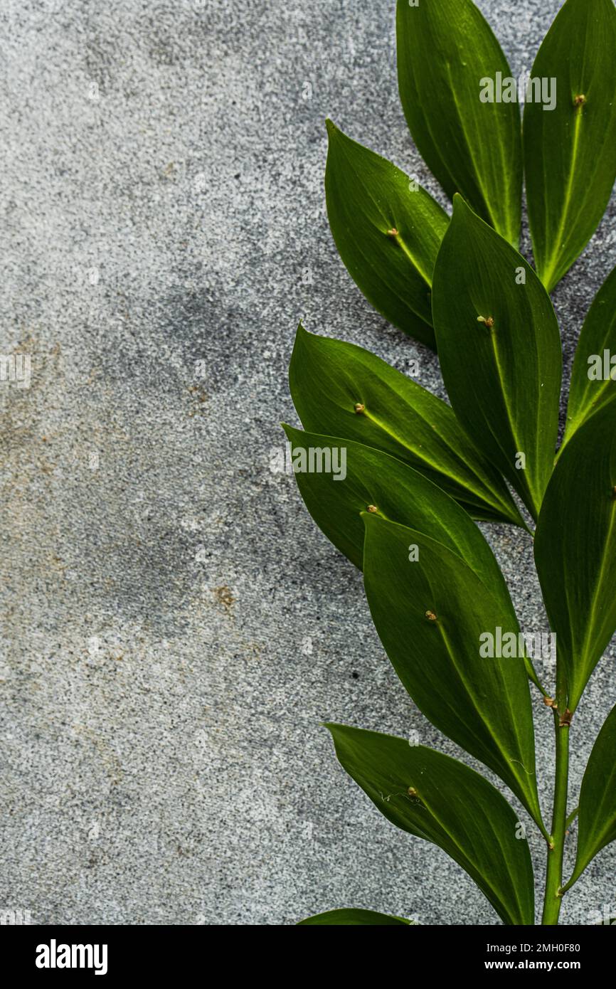 Bright green leaves of Italian Ruscus plant Stock Photo Alamy