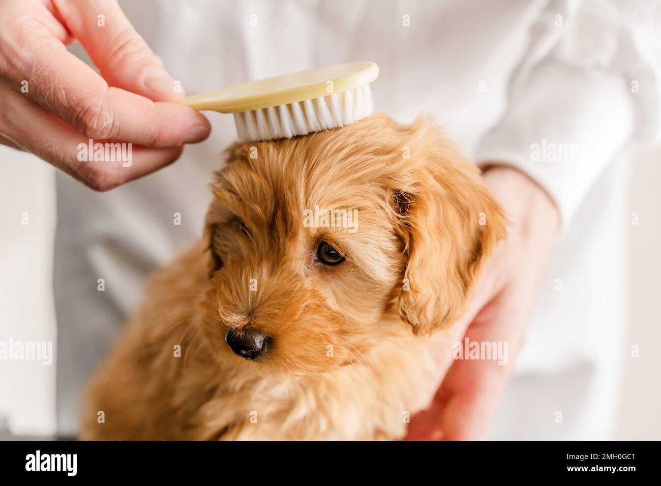 Hands of a man combing a Maltipoo puppy with a soft brush Stock Photo