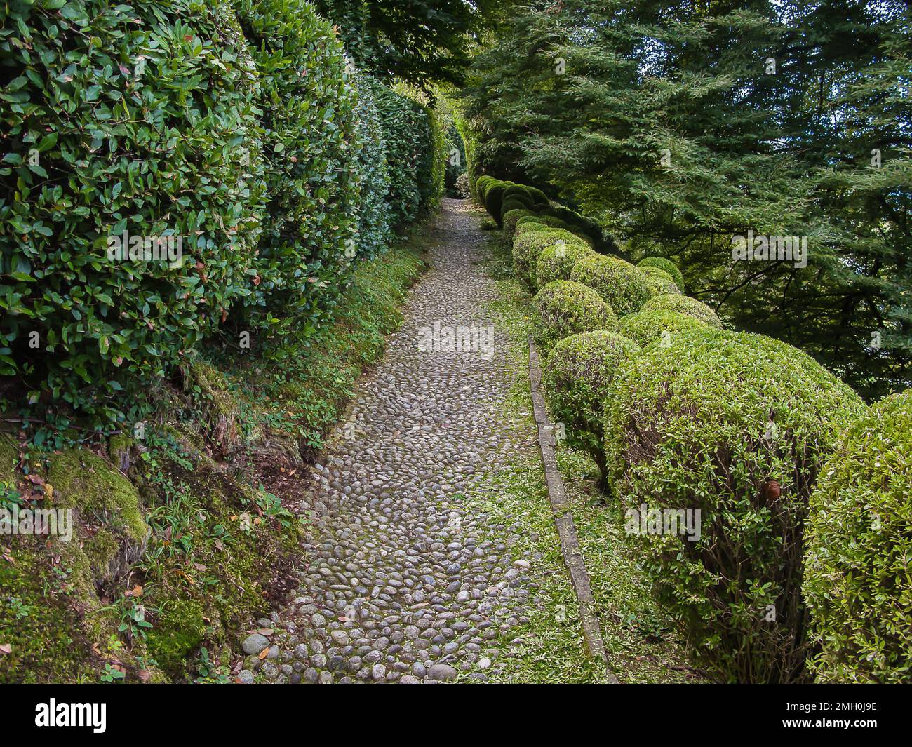 alley with round trimmed bushes in the park of villa Melzi, Bellagio, Italy Stock Photo