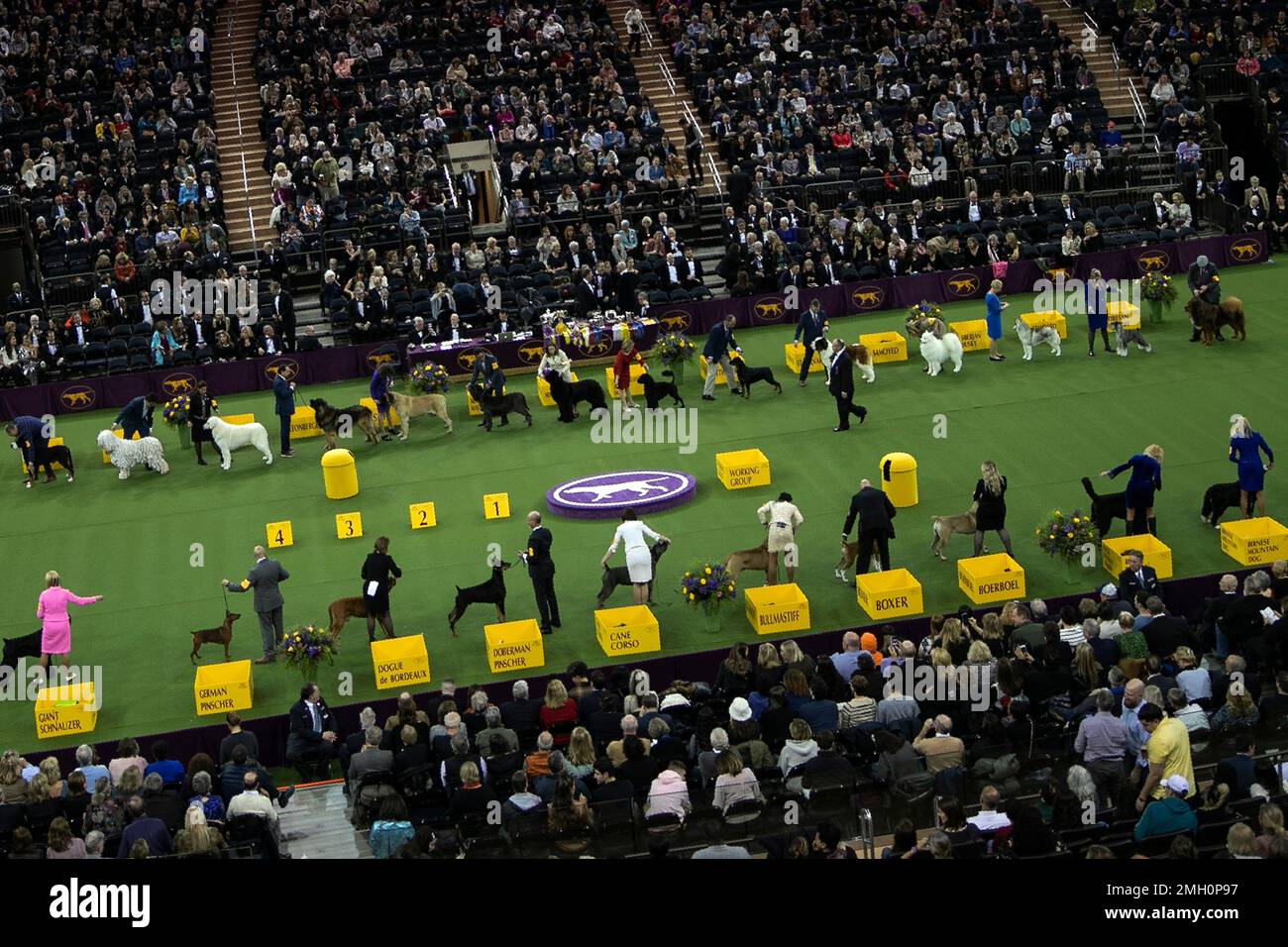 Dogs compete in the working group at the Westminster Kennel Club Dog