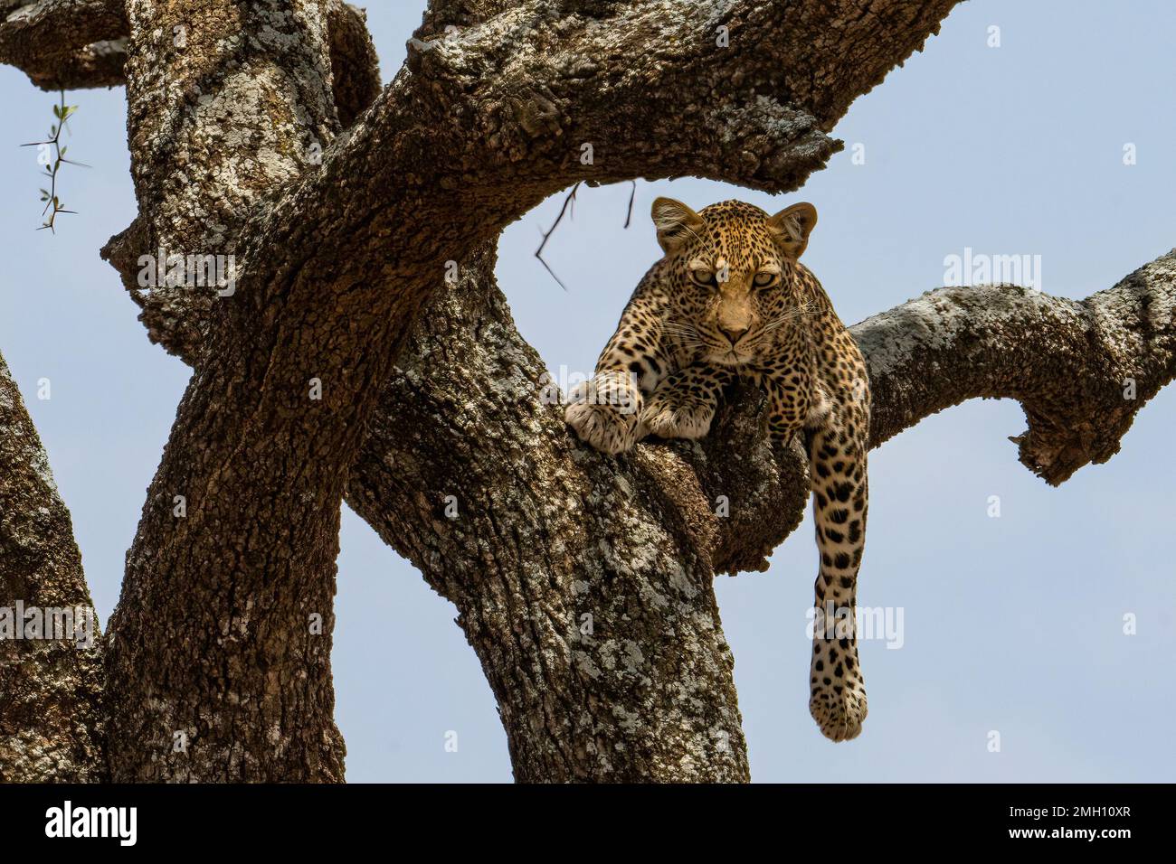 A female leopard lying on a big tree branch, in the african savanna in ...