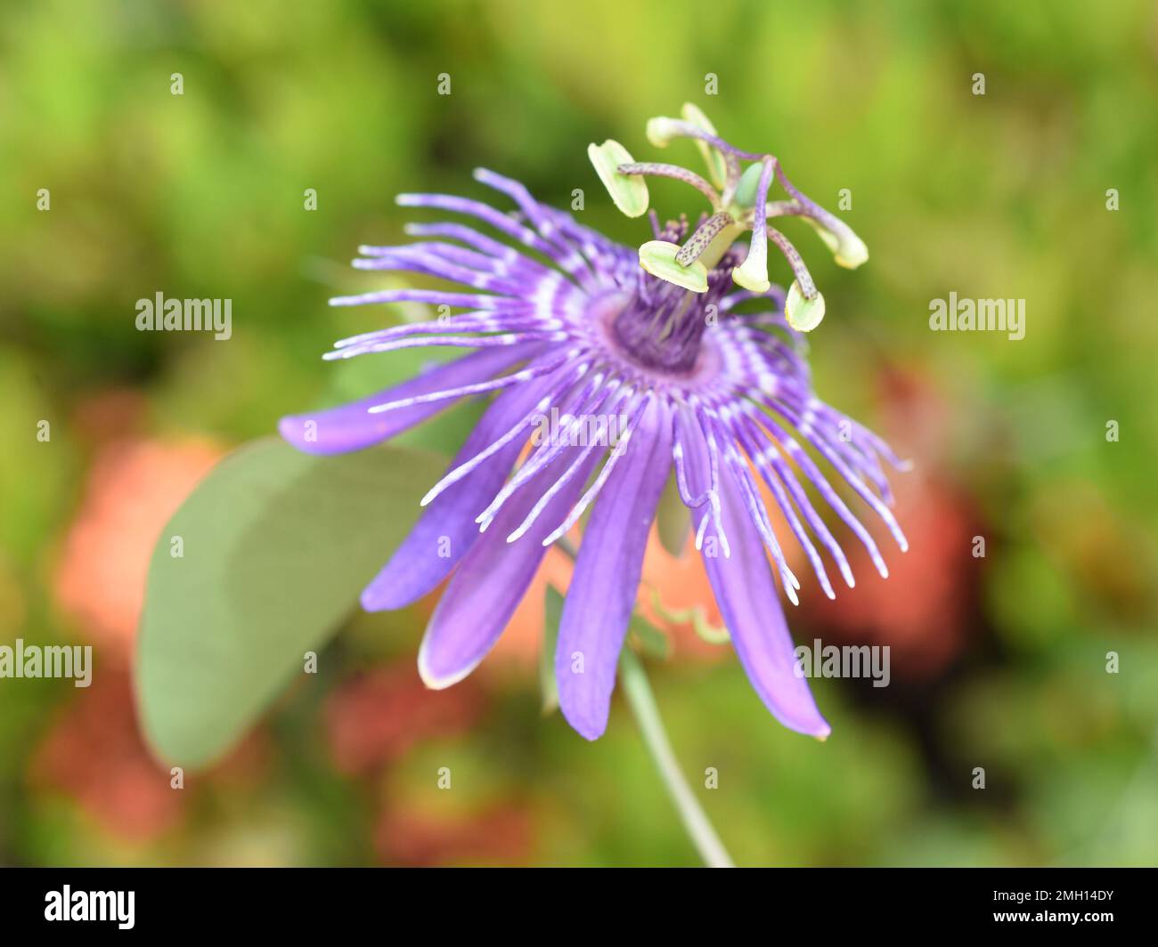 Close-up on one single purple passionflower Stock Photo