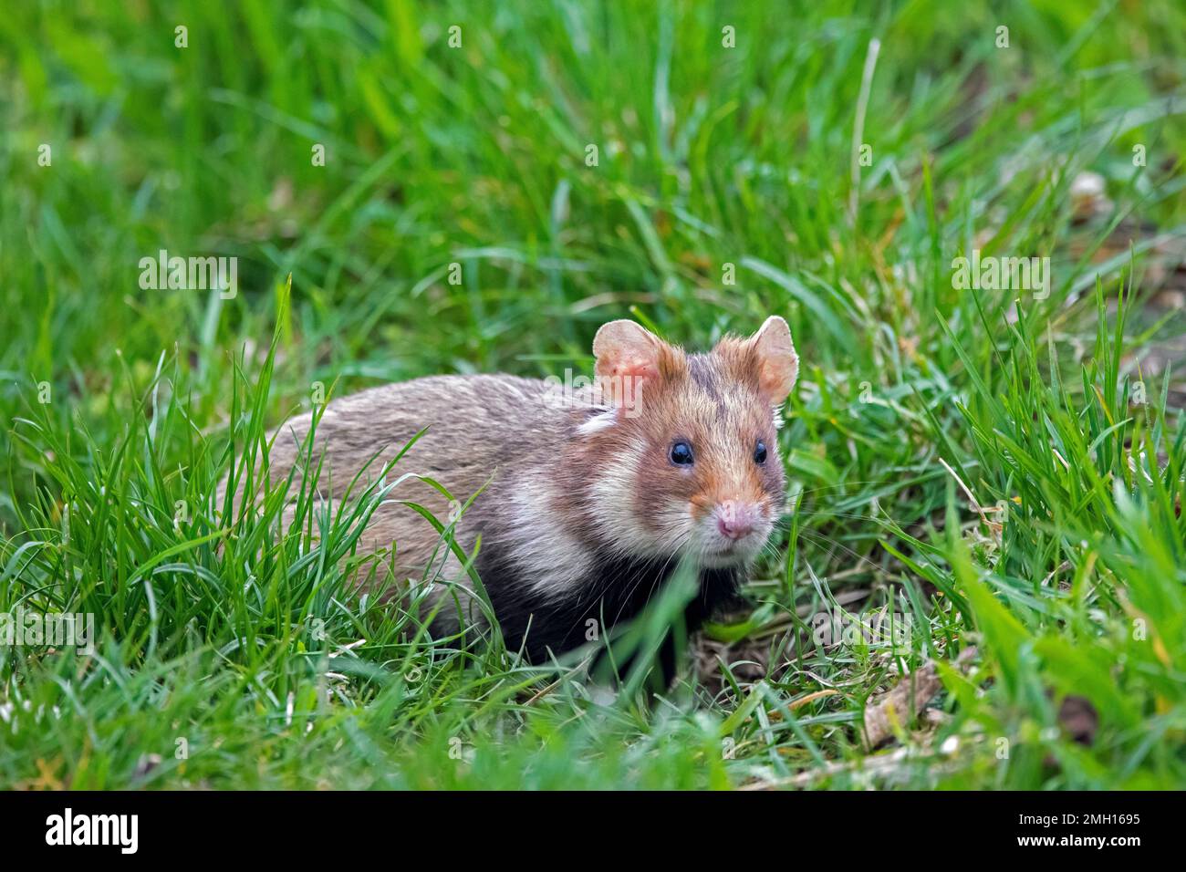 European hamster / Eurasian hamster / black-bellied hamster / common hamster (Cricetus cricetus) foraging in meadow / grassland in spring Stock Photo