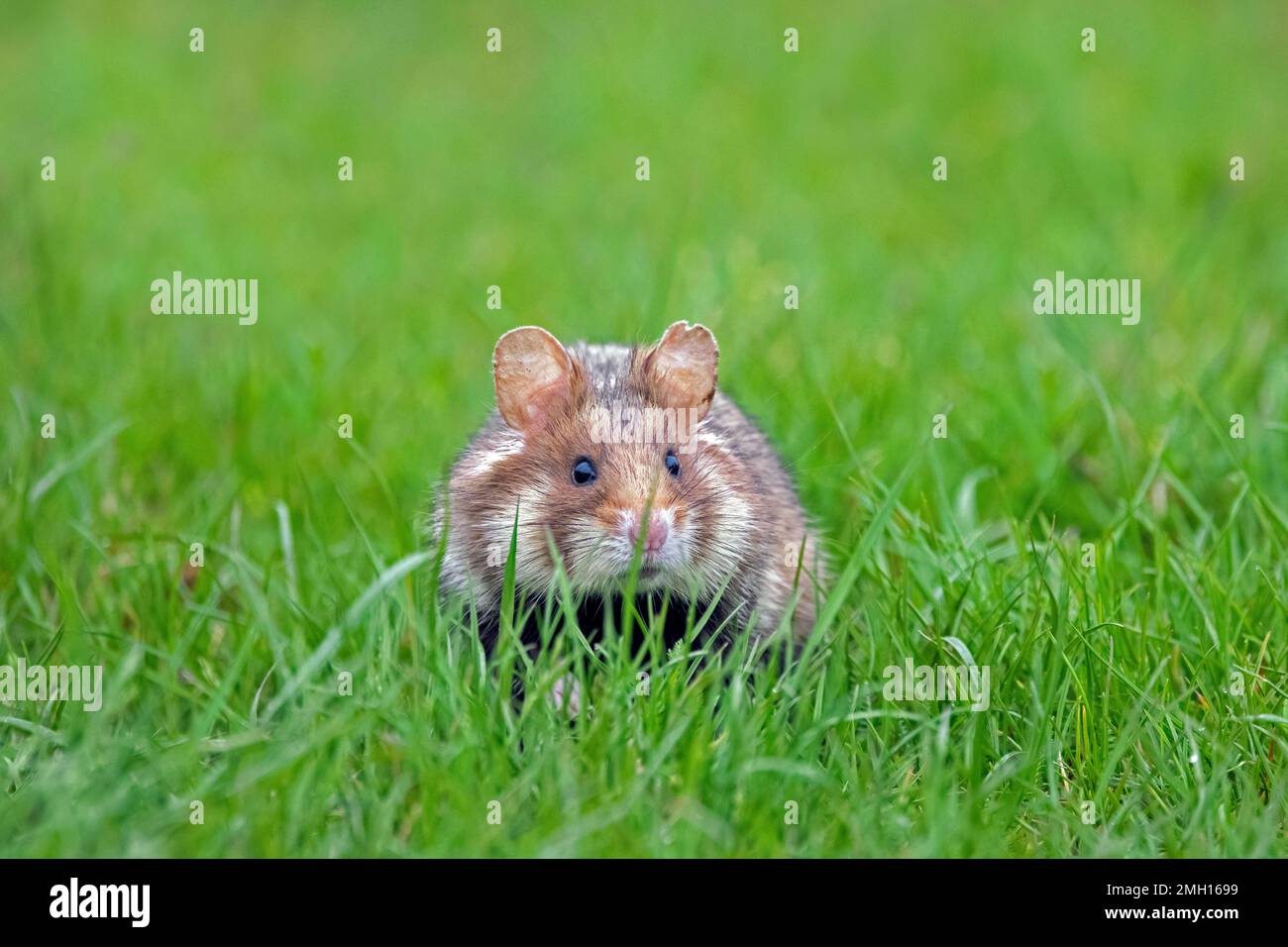 European hamster / Eurasian hamster / black-bellied hamster / common hamster (Cricetus cricetus) foraging in meadow / grassland in spring Stock Photo