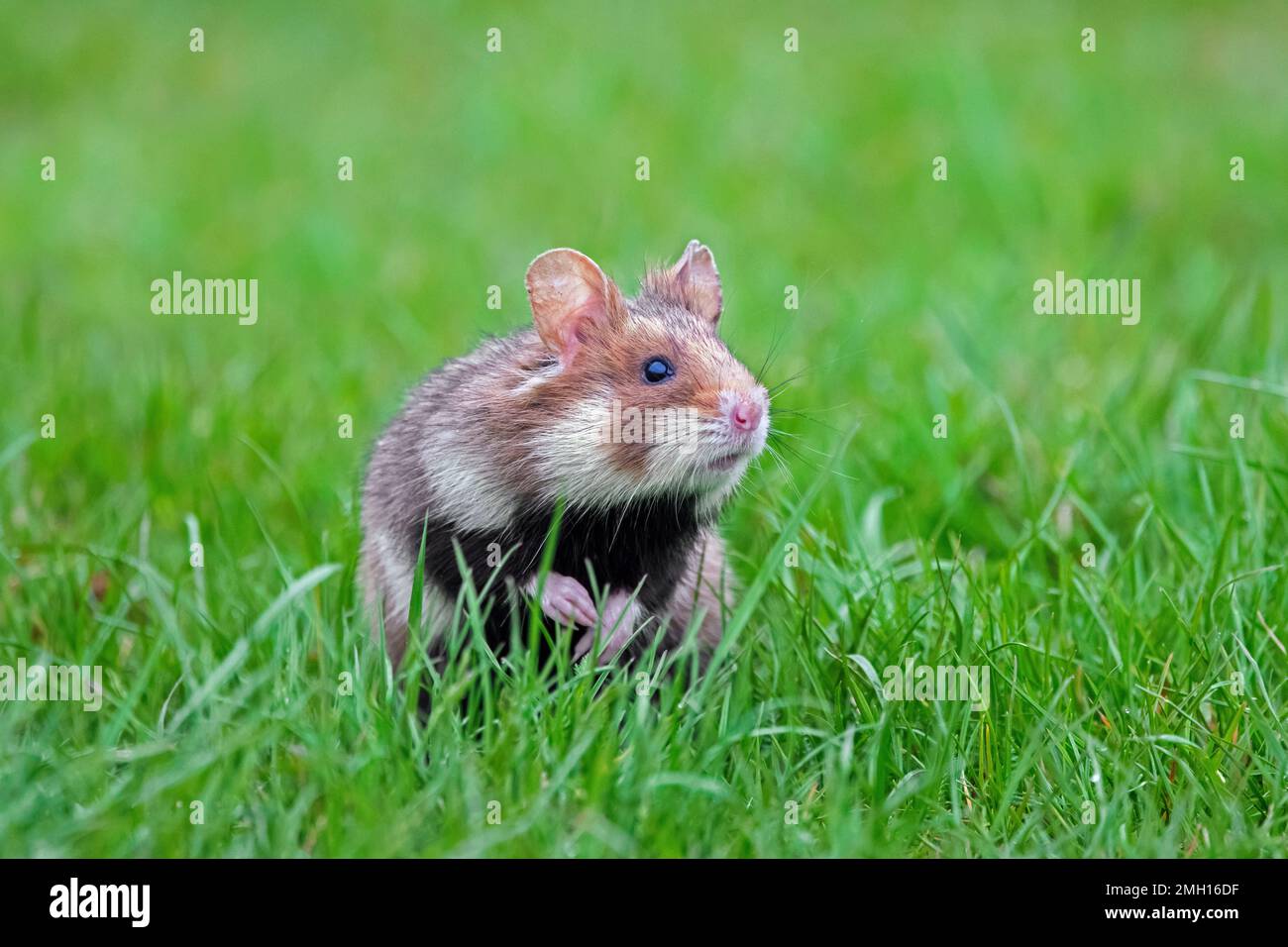European hamster / Eurasian hamster / black-bellied hamster / common hamster (Cricetus cricetus) foraging in meadow / grassland in spring Stock Photo