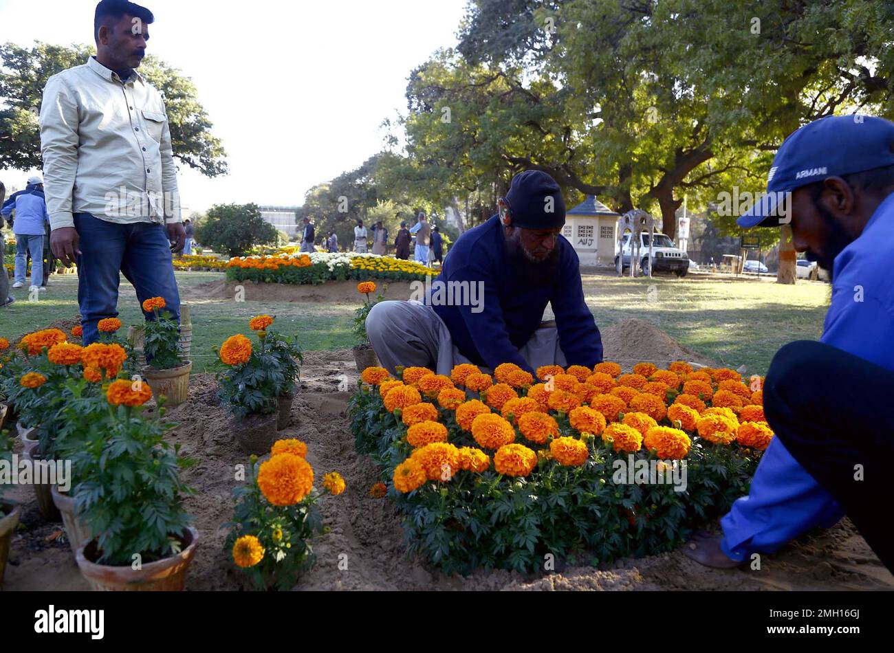 Gardener takes care and arranging seasonal flowers Gule Dawoodi and