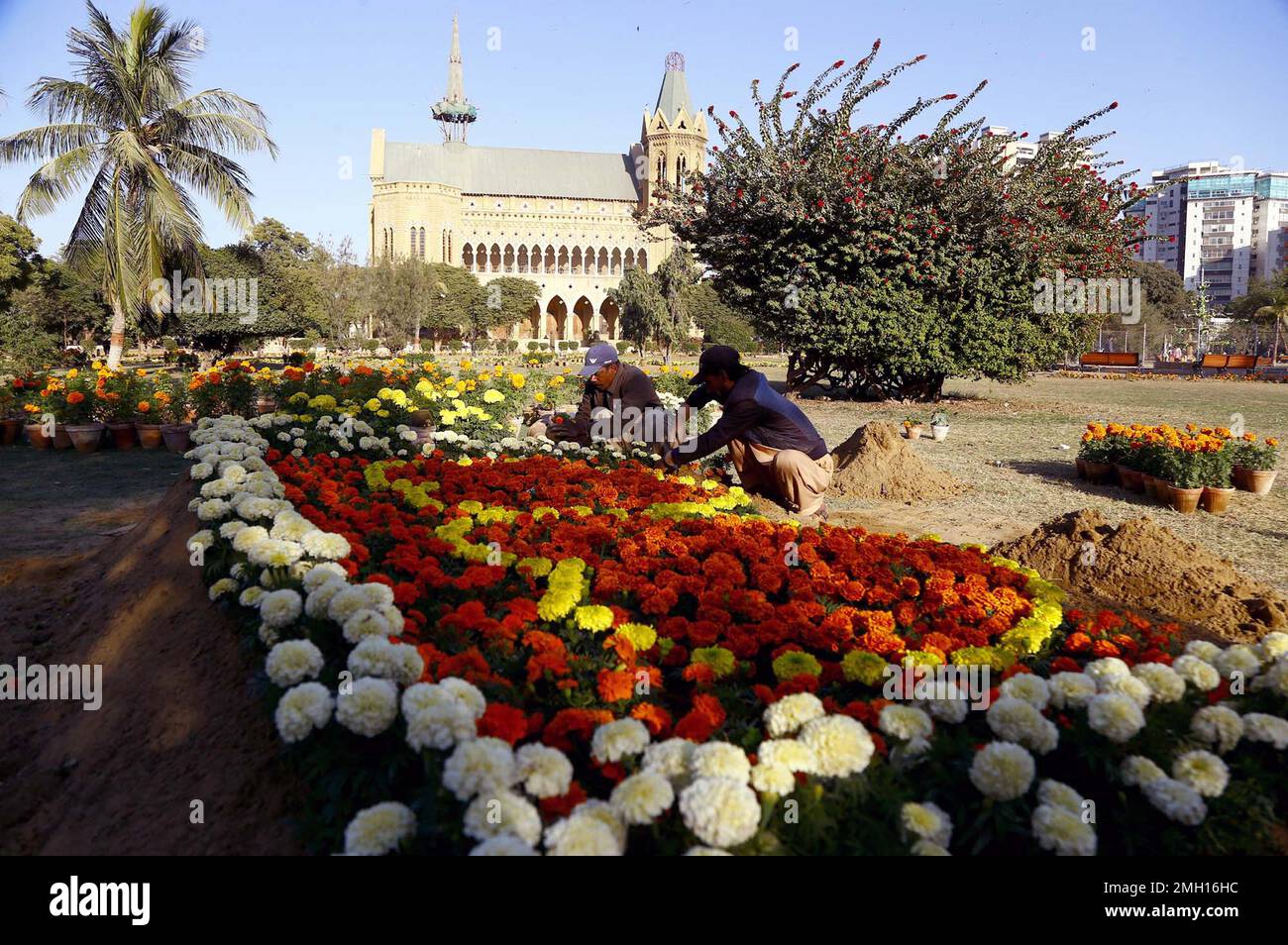 Gardener takes care and arranging seasonal flowers GuleDawoodi and