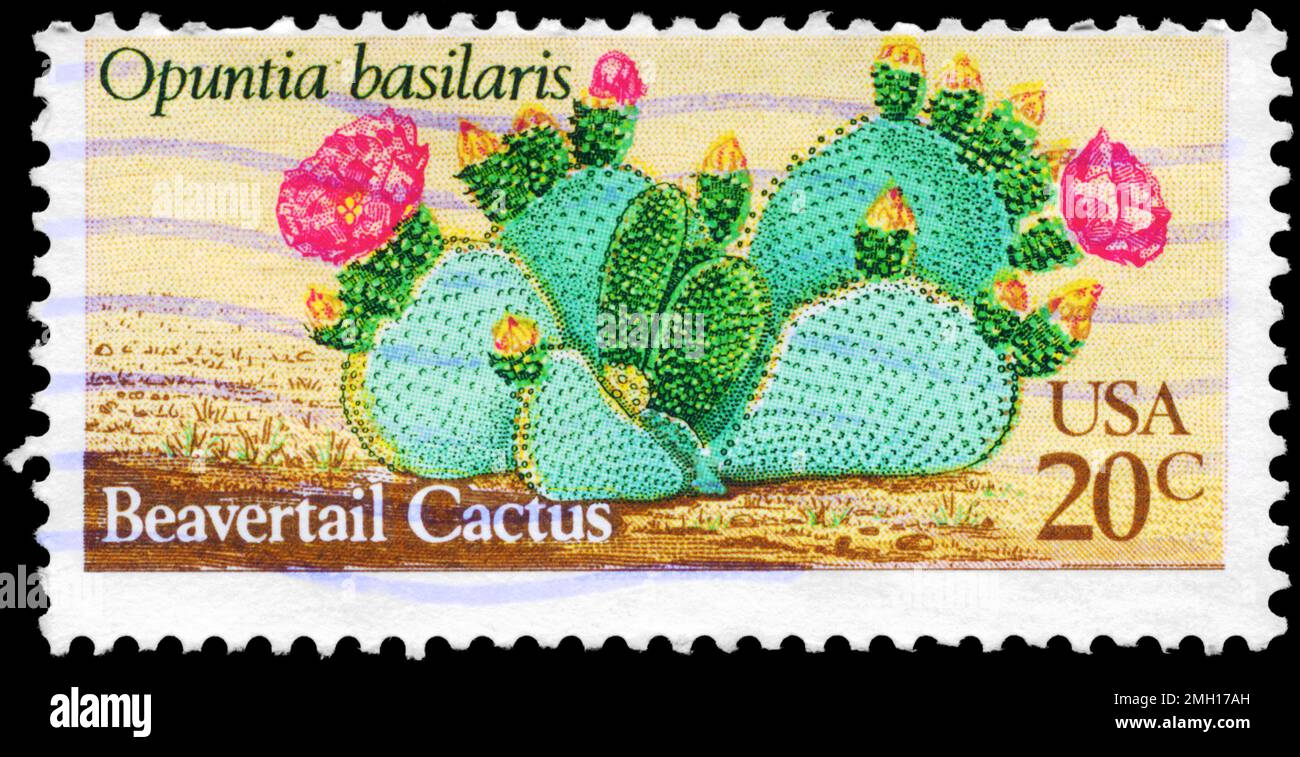 USA - CIRCA 1981: A Stamp printed in USA shows the Beavertail Cactus (Opuntia basilaris), Desert Plants series, circa 1981 Stock Photo