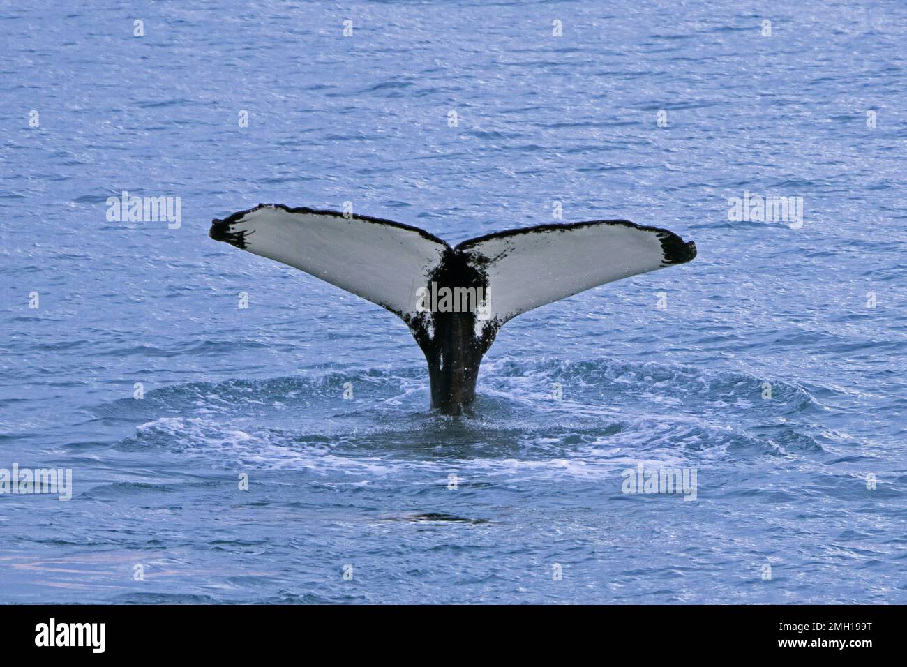 Humpback whale (Megaptera novaeangliae) lifting its tail flukes to dive in the Arctic Ocean for feeding, Spitsbergen / Svalbard Stock Photo