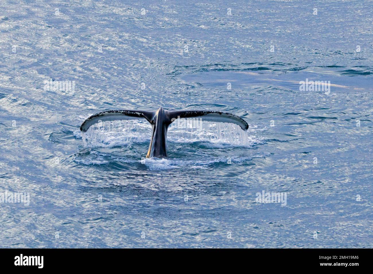 Humpback whale (Megaptera novaeangliae) lifting its tail flukes to dive in the Arctic Ocean for feeding, Spitsbergen / Svalbard Stock Photo