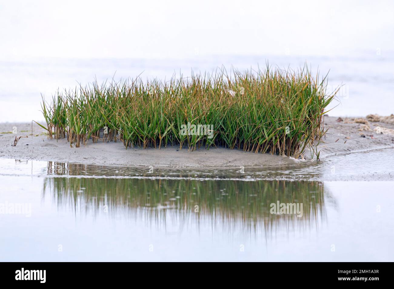 Common cordgrass / English cord-grass (Sporobolus anglicus / Spartina anglica), herbaceous perennial plant growing in coastal salt marsh / saltmarsh Stock Photo