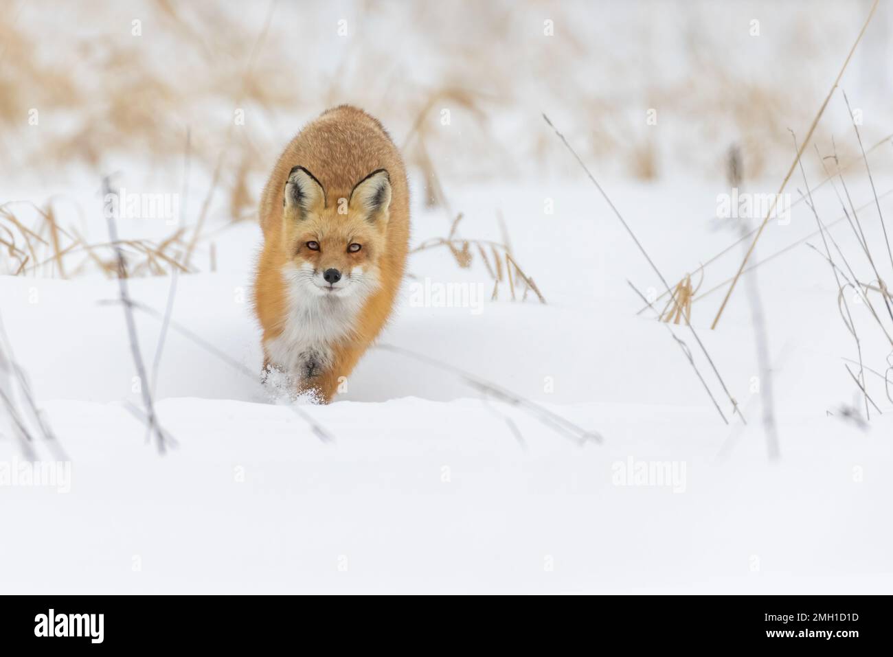 Red fox running in winter Stock Photo - Alamy