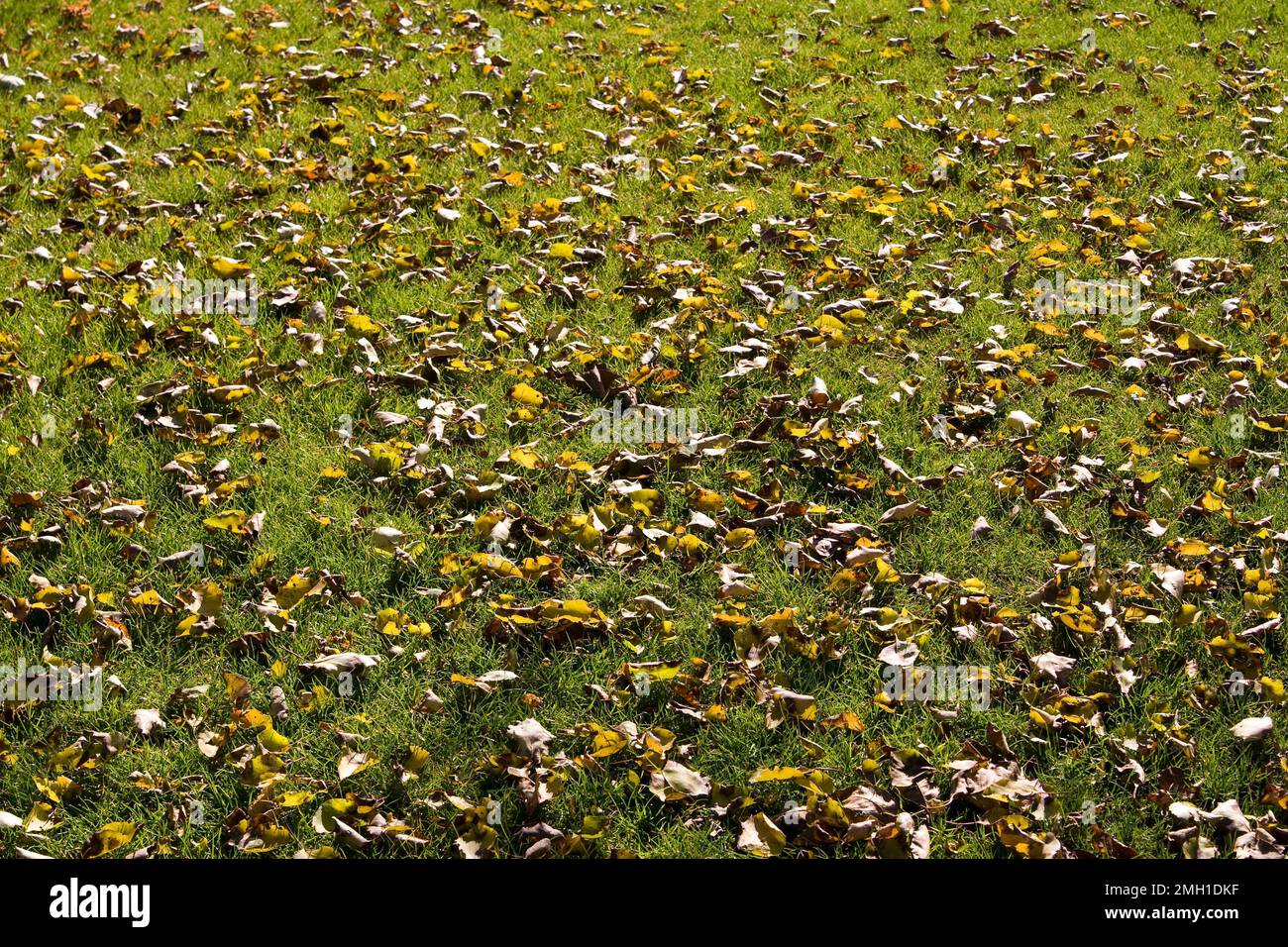 Background of autumn leaves fallen on the grass Stock Photo - Alamy