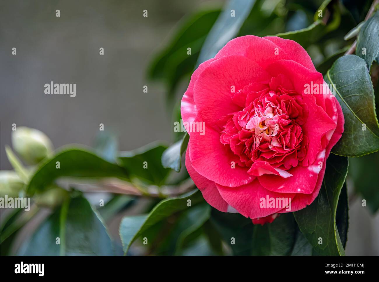 Closeup of pink Camellia Japonica ,Chandlers Elegans‘ flowers at Landschloss Zuschendorf, Saxony, Germany Stock Photo