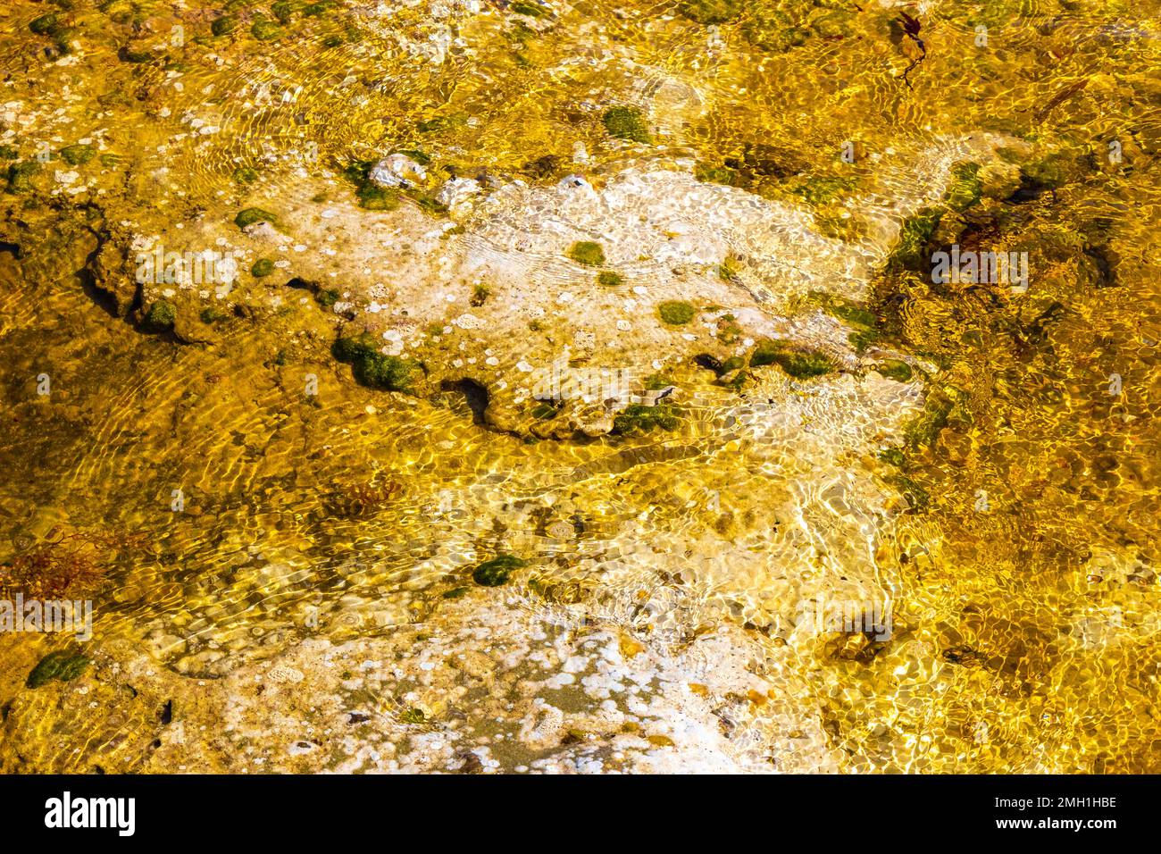 Stones rocks and corals and sargazo seagrass seaweed in turquoise green